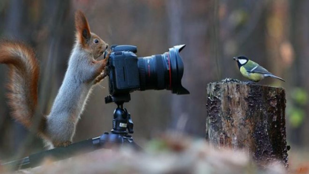 En Sevimli Sincap Fotoğrafları