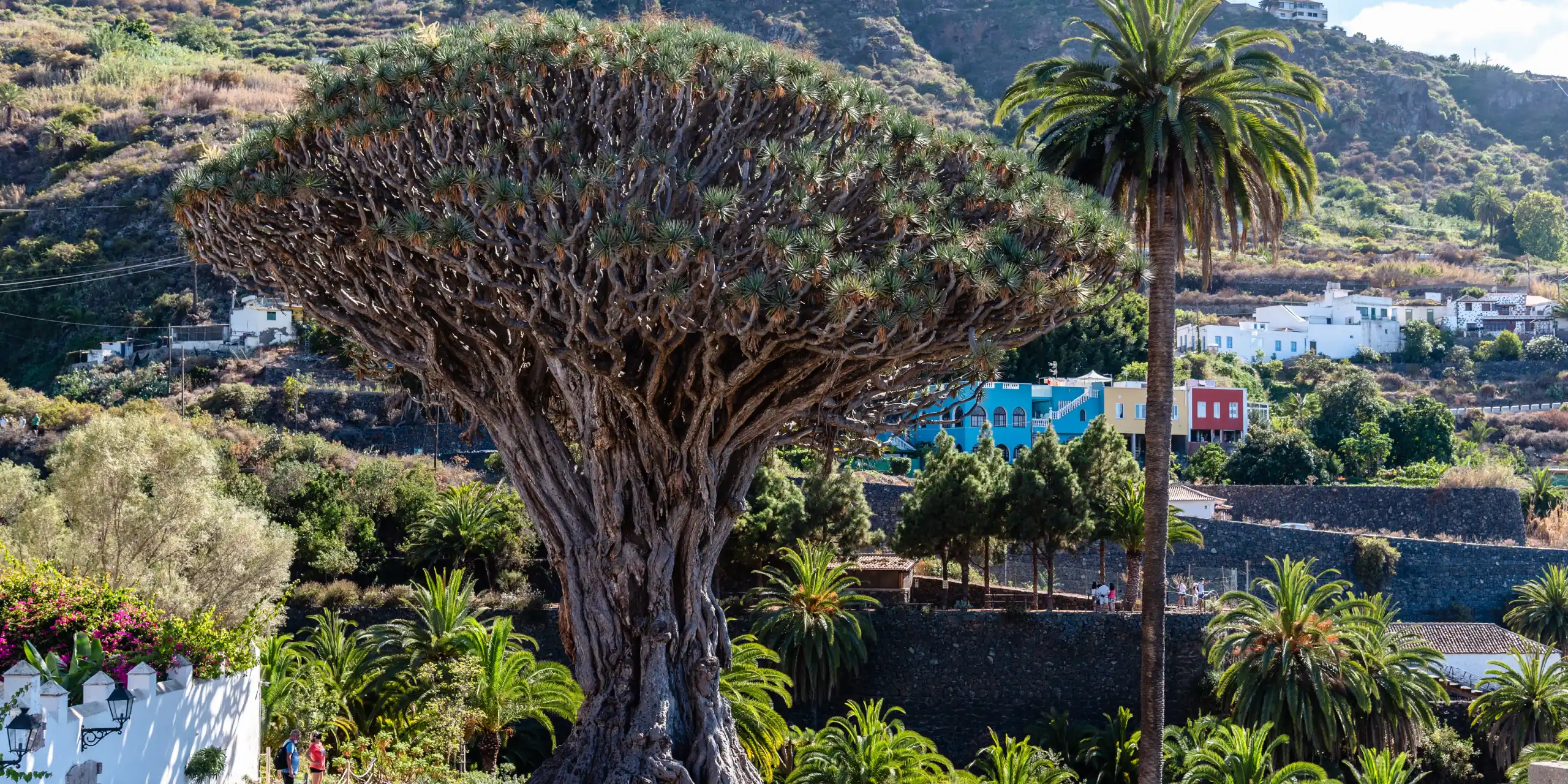 Ejderha Kanı Ağacı (Dragon Tree): Özellikleri