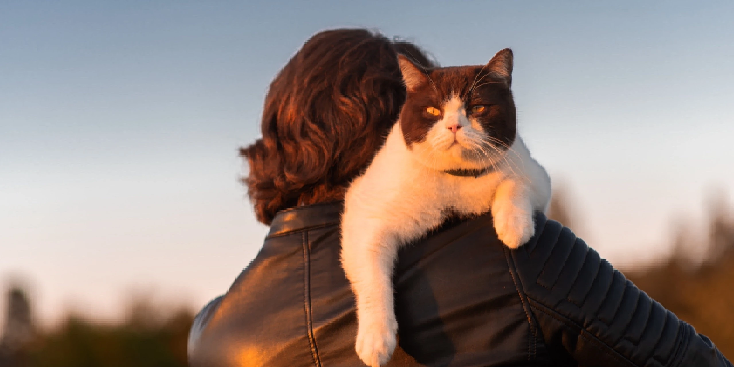 En Büyük Kedi Irkları