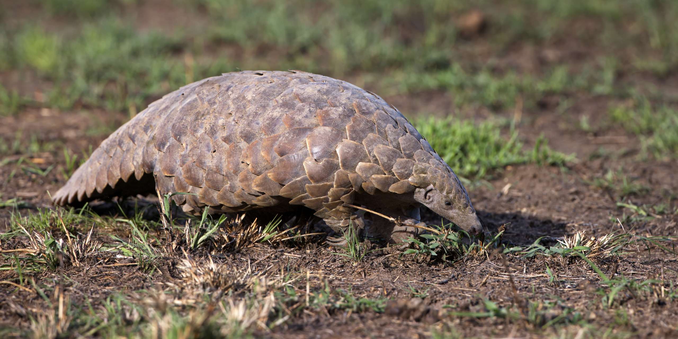 Sumatranın Yağmur Ormanlarında Yaşayan En Nadir Hayvan: Pangolin