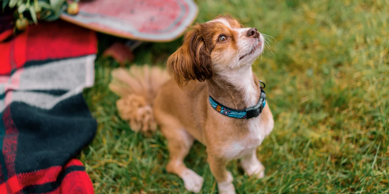 26 Ağustos Dünya Köpek Günü: Minik Dostunuzu Şımartın, 700 TL’lik Alışverişe 100 TL İndirim Fırsatını Kaçırma