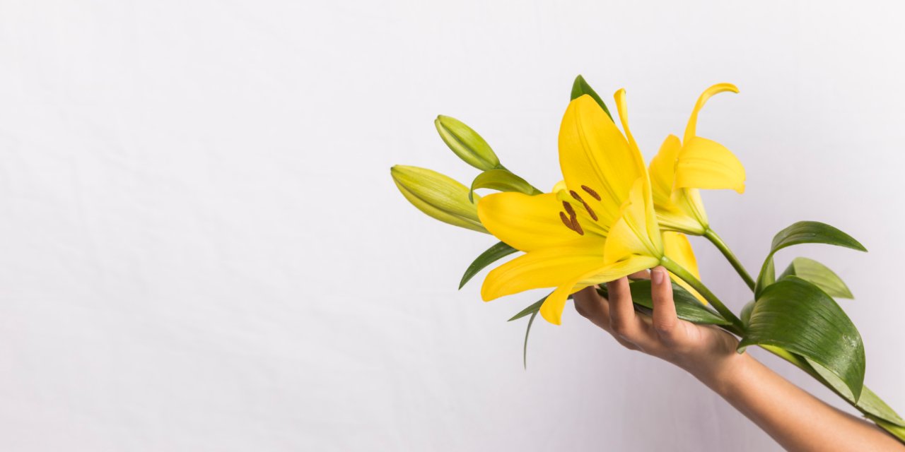 Online Lilyum Siparişi Verirken Nelere Dikkat Edilmeli?