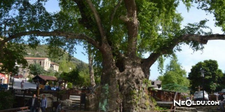 Antakya Hz. Musa Ağacı ve Hikayesi