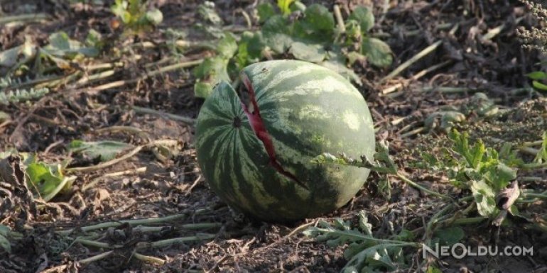 Karpuzlar Sıcaktan Önce Sarardı Sonra Çatladı