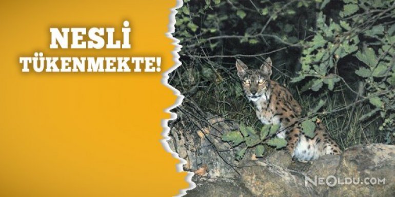 Tunceli’de Vaşak Görüntülendi