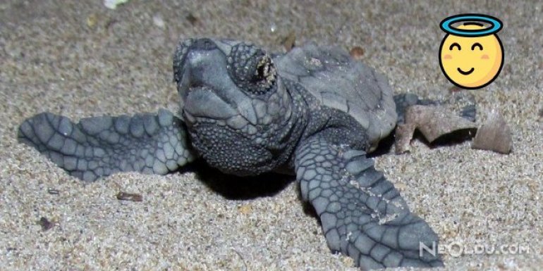 Yavru Caretta Carettalar Denizle Buluştu