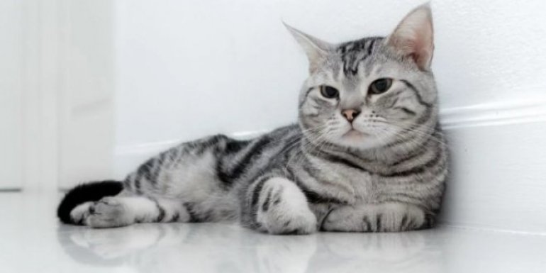 American Shorthair Kedisi Bakımı ve Özellikleri