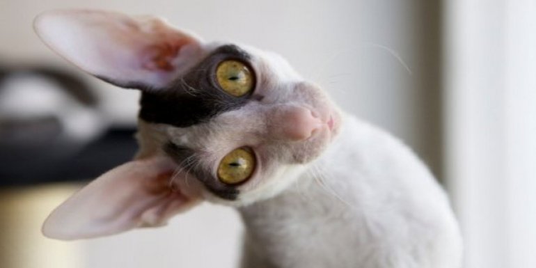 Cornish Rex Kedisi Bakımı ve Özellikleri