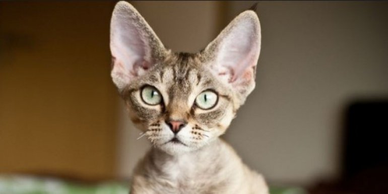 Devon Rex Kedisi Bakımı ve Özellikleri