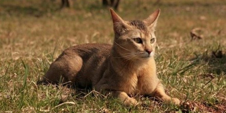 Chausie Kedisi Bakımı ve Özellikleri