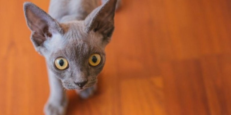 Devon Rex Kedisi Bakımı ve Özellikleri