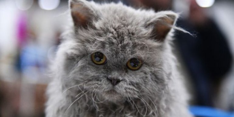 Selkirk Rex Kedisi Bakımı ve Özellikleri             