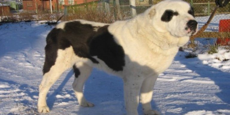 Alabay Cinsi Köpek Bakımı ve Özellikleri