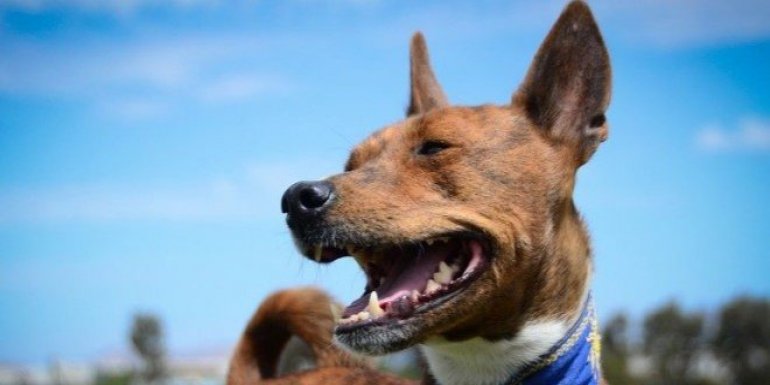 Basenji Cinsi Köpek Bakımı ve Özellikleri