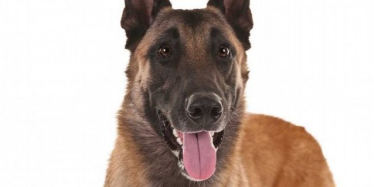 Belçika Malinois Cinsi Köpek Bakımı ve Özellikleri