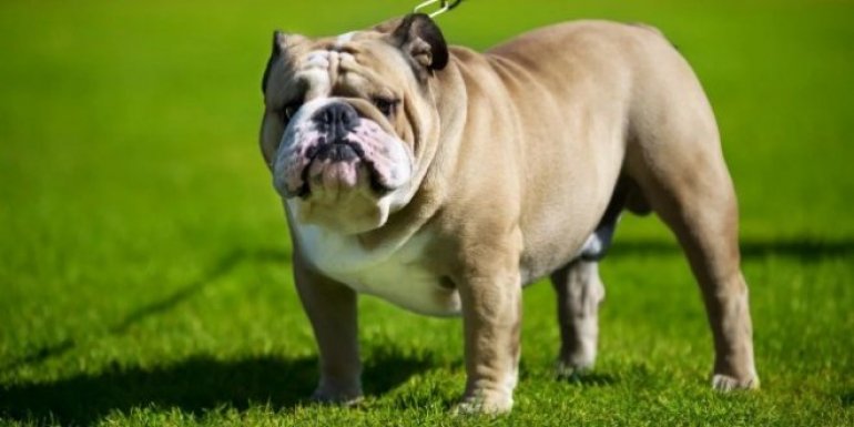 Bulldog Cinsi Köpek Bakımı ve Özellikleri