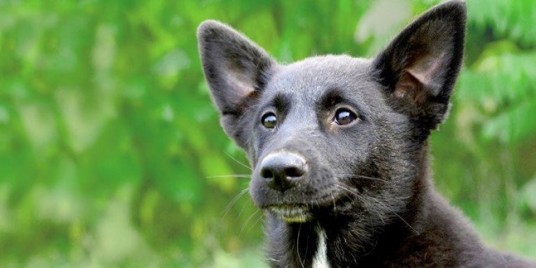 Canaan Cinsi Köpek Bakımı ve Özellikleri