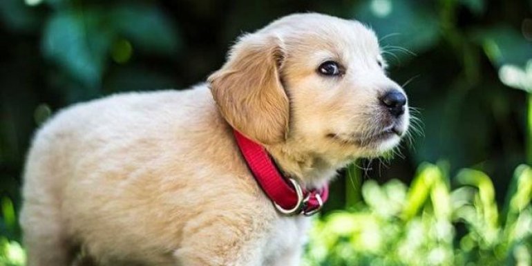 Köpeklere Mama Dışında Verilebilen Besinler