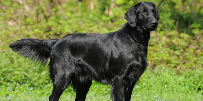 Rüyada Kara Köpek Görmek: Refah ve İşaretleri