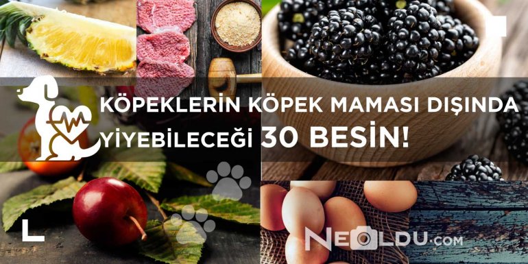 Köpekler Köpek Maması Dışında Ne Yer?