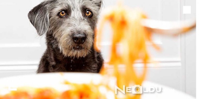 Köpekler Makarna Yer mi?