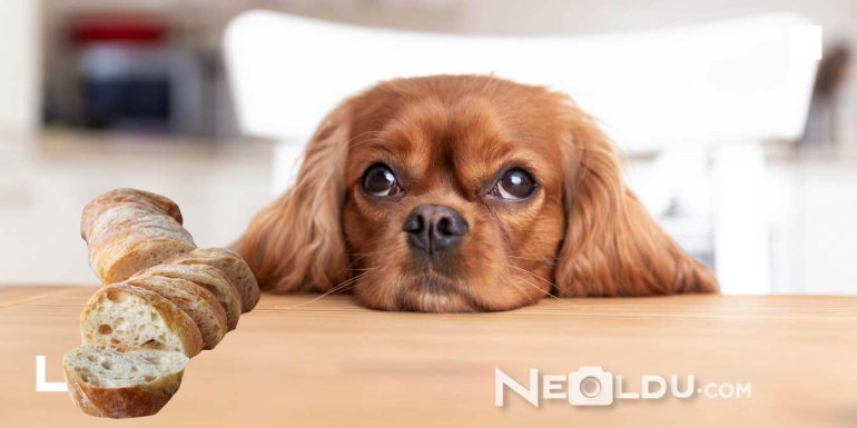 Köpekler Ekmek Yer mi?