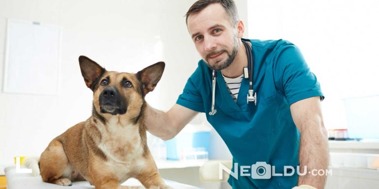 Köpeklerde Dışkı Yeme (Kaprofaji) Nedenleri ve Tedavisi