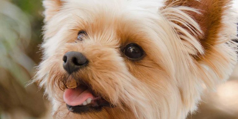 Yorkshire Terrier Cinsi Köpek Bakımı ve Özellikleri