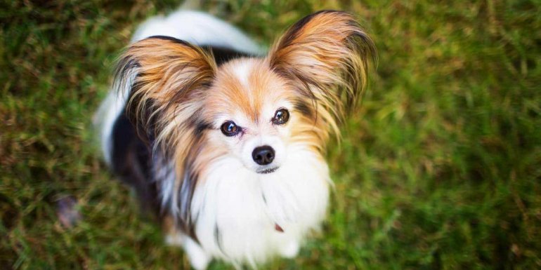 Papillon Cinsi Köpek Bakımı ve Özellikleri