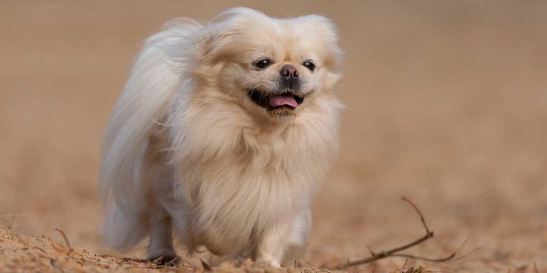 Pekingese (Pekinez) Cinsi Köpek Bakımı ve Özellikleri