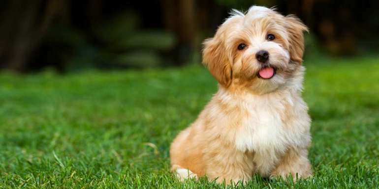 Havanese Cinsi Köpek Bakımı ve Özellikleri