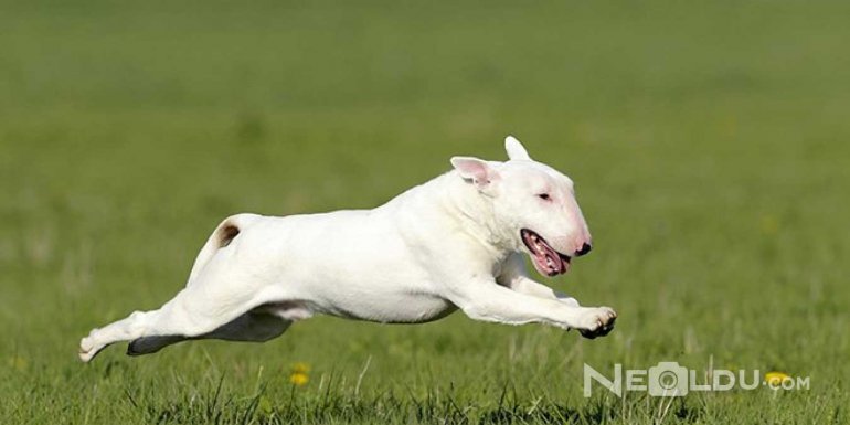 Bull Terrier Cinsi Köpek Bakımı ve Özellikleri