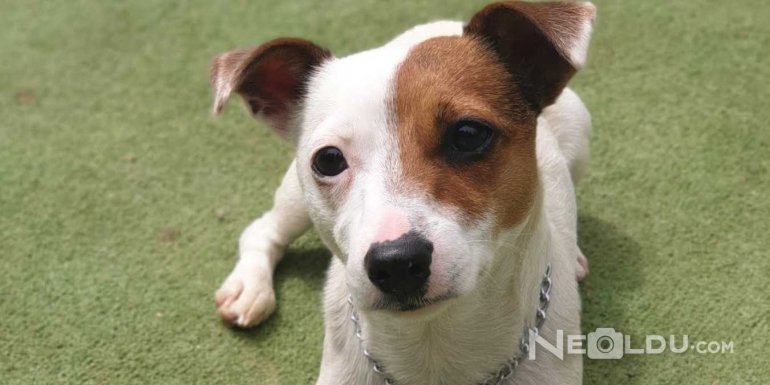 Jack Russell Terrier Cinsi Köpek Bakımı ve Özellikleri