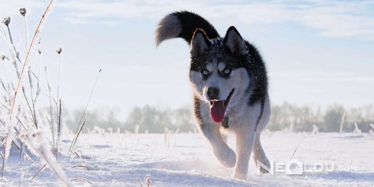 Sibirya Kurdu (Husky) Bakımı ve Özellikleri