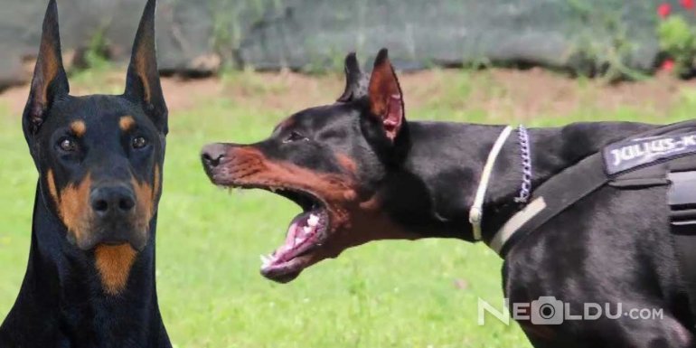 Doberman Cinsi Köpek Bakımı ve Özellikleri