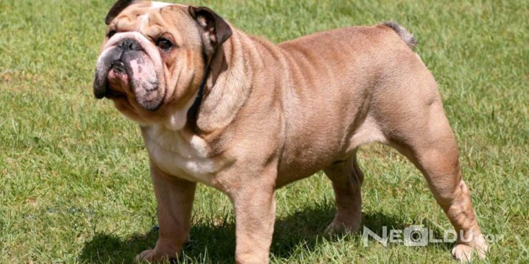 İngiliz Bulldog Cinsi Köpek Bakımı ve Özellikleri