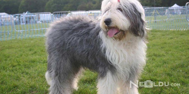 İngiliz Çoban Köpeği (Old English Sheepdog) Bakımı ve Özellikleri