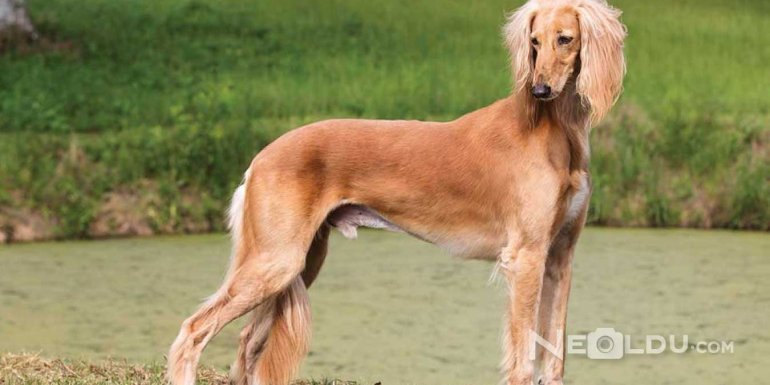 Saluki (Gazal Tazısı) Köpek Bakımı ve Özellikleri