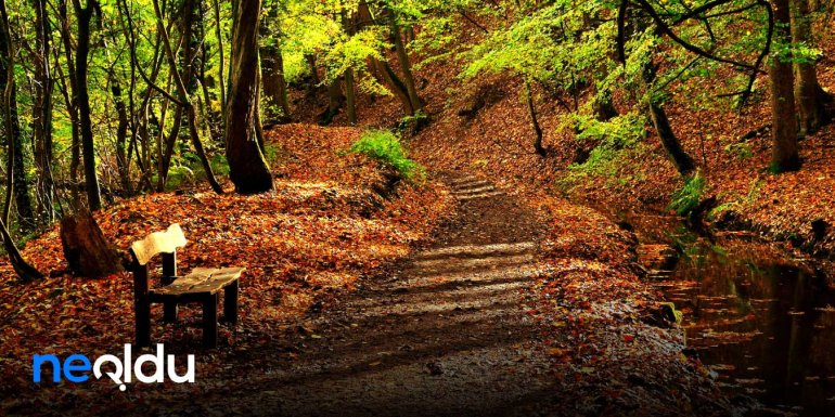 Sonbahar Sözleri | Sonbaharla İlgili Romantik ve Huzurlu Sözler