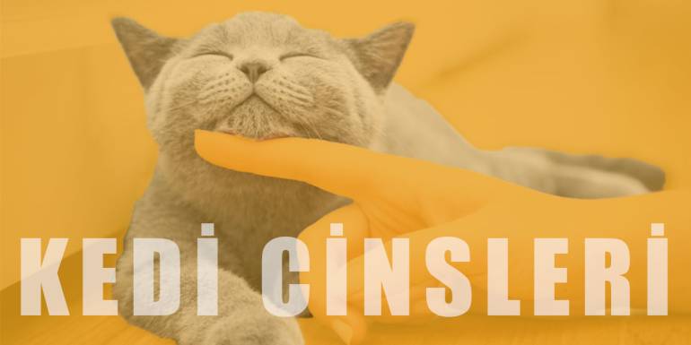 Popüler Kedi Türleri, Cinsleri ve Irkları | 50 Kedi Özelliği