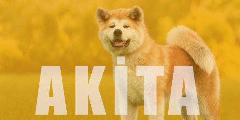 Akita Cinsi Köpek Bakımı ve Özellikleri