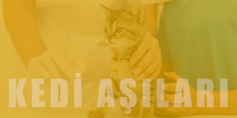 Kedi Aşı Takvimi ve Fiyatları: Yavru ve Yetişkin Kedi Aşıları