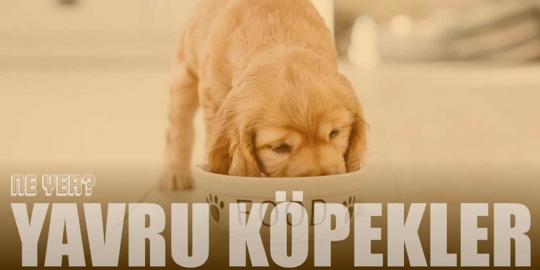 Yavru Köpekler Ne Yer? Neyle Beslenir? | Beslenme Tablosu