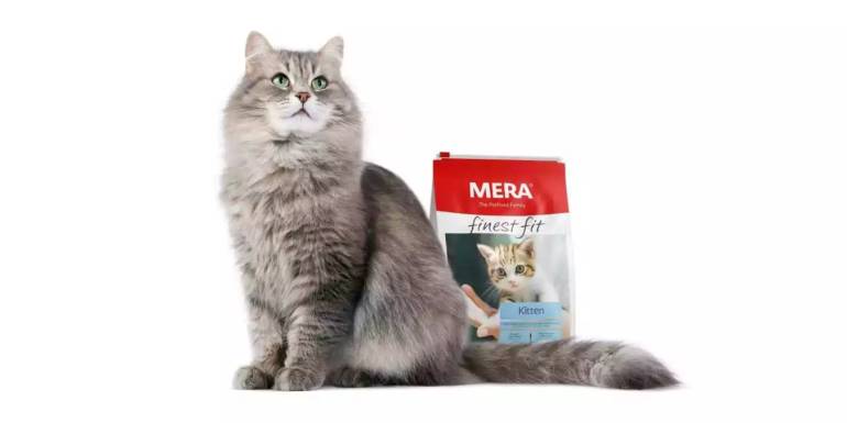 En İyi Kilo Aldırıcı Kedi Maması Tavsiyesi ve Markaları