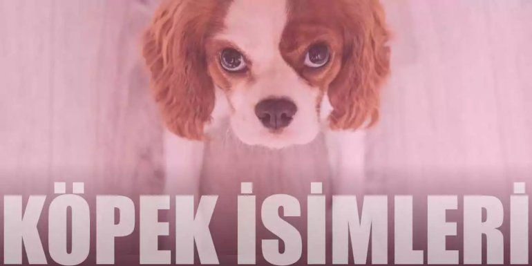 Köpek İsimleri | Dişi ve Erkeğe Koyulabilecek Güzel İsimler