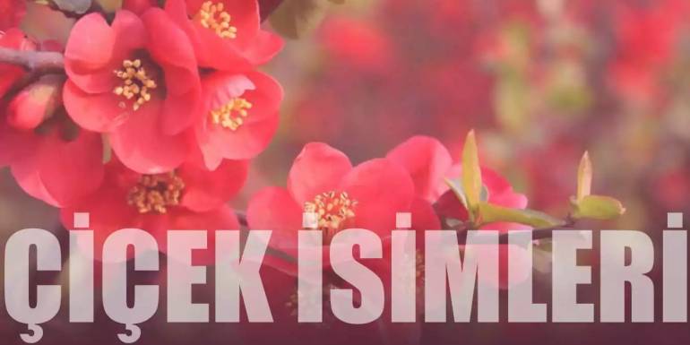 Çiçek İsimleri | A'dan Z'ye Tüm Çiçek İsimleri ve Anlamları