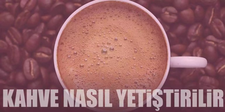 Kahve Nasıl Yetiştirilir ve Kahve Çeşitleri Nelerdir?