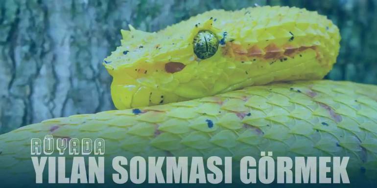 Rüyada Yılan Sokması Görmek: Anlamı ve Uyarıları