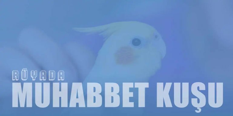 Rüyada Muhabbet Kuşu Görmek Ne Anlama Gelir?