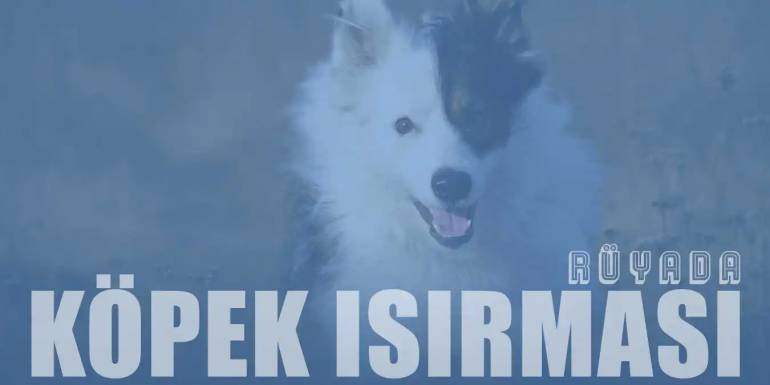 Rüyada Köpek Isırması Görmek Ne İfade Eder?